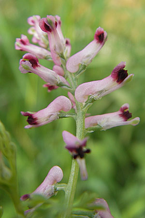 Fumaria officinalis \ Echter Erdrauch / Common Fumitory, D Mannheim 16.5.2009
