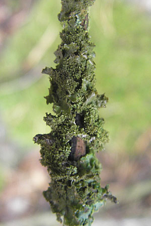 Botrydina botrydioides ? \ Gr&uuml;nkugel-Flechte / Omphalina, D Dinkelsb&uuml;hl 9.10.2009