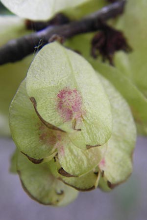 Ulmus minor \ Feld-Ulme / Small-Leaved Elm, D Mannheim 9.5.2013