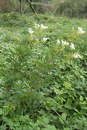 Filipendula ulmaria \ Echtes Mdes / Meadowsweet, D Hochheim am Main 28.7.2013