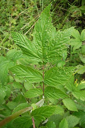 Filipendula ulmaria \ Echtes Mdes / Meadowsweet, D Lampertheim 11.6.2009