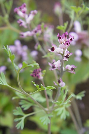 Fumaria vaillantii \ Blasser Erdrauch / Few-Flowered Fumitory, D Mannheim 19.5.2010