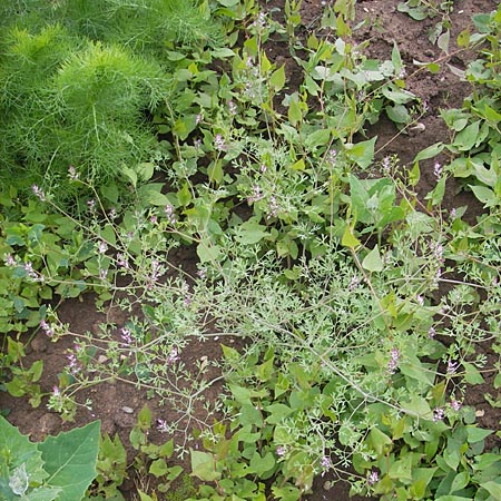 Fumaria vaillantii \ Blasser Erdrauch / Few-Flowered Fumitory, D Mannheim 19.5.2010