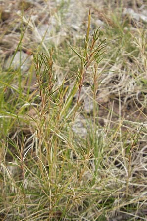 Festuca vivipara \ Brutknospen-Schwingel / Viviparous Sheep's Fescue, D Botan. Gar.  Universit.  T&uuml;bingen 3.7.2011
