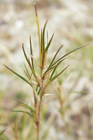 Festuca vivipara \ Brutknospen-Schwingel / Viviparous Sheep's Fescue, D Botan. Gar.  Universit.  T&uuml;bingen 3.7.2011