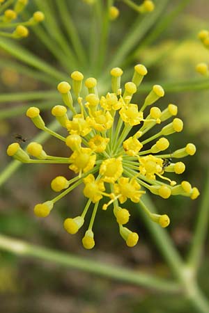 Foeniculum vulgare \ Fenchel / Fennel, D Mainz 3.8.2014