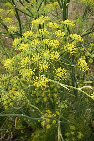 Foeniculum vulgare \ Fenchel / Fennel, D Mainz 3.8.2014