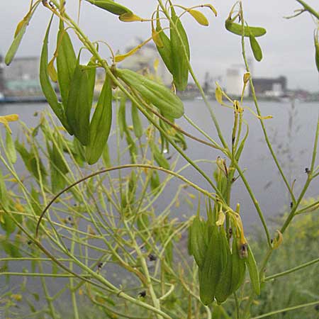Isatis tinctoria \ Frber-Waid / Woad, D Mannheim 22.5.2006