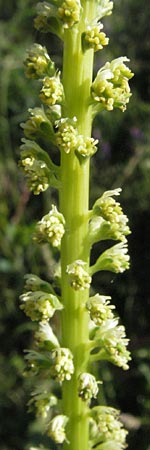 Reseda luteola \ Frber-Resede, Gelber Wau / Weld, D Mannheim 6.6.2006