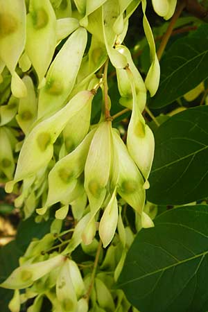 Fraxinus excelsior \ Gewhnliche Esche / Ash, D Mannheim 7.8.2014