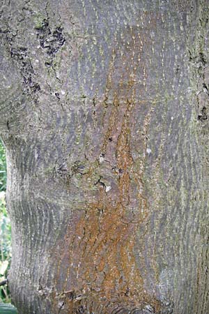 Fraxinus excelsior \ Gewhnliche Esche / Ash, D Oppenheim 9.8.2014