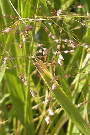 Panicum virgatum \ Rotbraunbl&auml;ttrige Ruten-Hirse / Switch Grass, D Weinheim an der Bergstra&szlig;e 8.9.2009