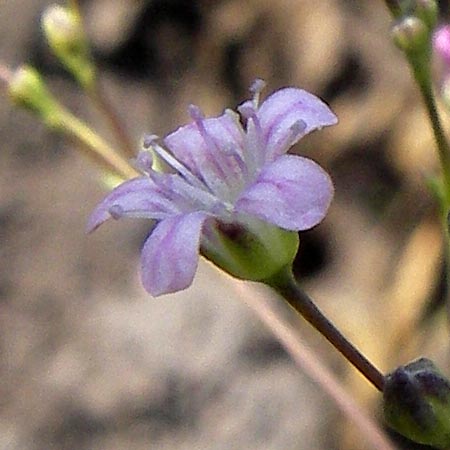 Gypsophila perfoliata \ Durchwachsenbl&auml;ttriges Gipskraut / Perfoliate Gypsophila, D Philippsthal-Heimboldshausen 27.7.2013