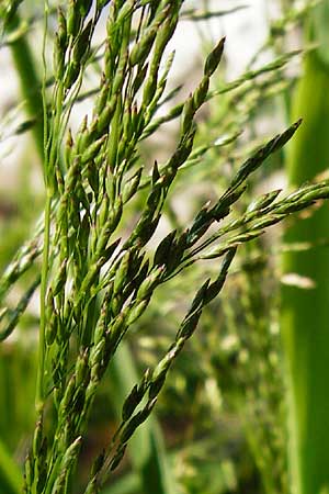 Poa palustris \ Sumpf-Rispengras / Swamp Meadow Grass, D Mannheim 7.6.2014