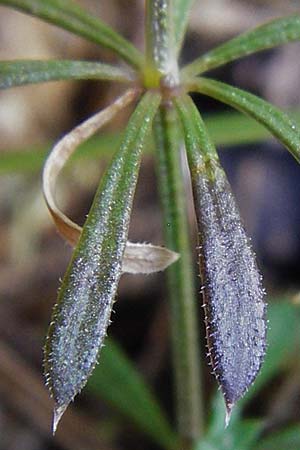 Galium pumilum \ Heide-Labkraut, Zierliches Labkraut / Slender Bedstraw, D Allmendingen 10.7.2015