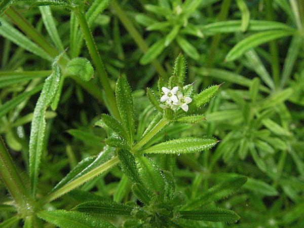 Galium aparine, Cleavers, Sticky Willy Galium aparine, Cleavers, Sticky Willy