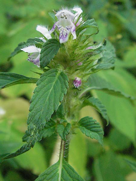 Galeopsis tetrahit \ Stechender Hohlzahn / Common Hemp-Nettle, D Viernheim 27.6.2006