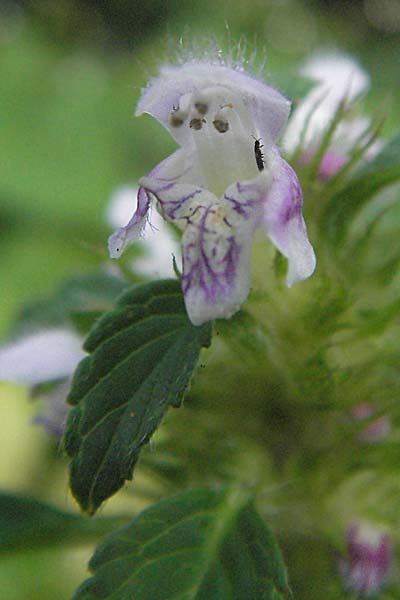 Galeopsis tetrahit \ Stechender Hohlzahn / Common Hemp-Nettle, D Viernheim 27.6.2006