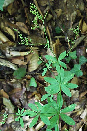 Galium sylvaticum \ Wald-Labkraut / Wood Bedstraw, D Pforzheim 29.6.2006