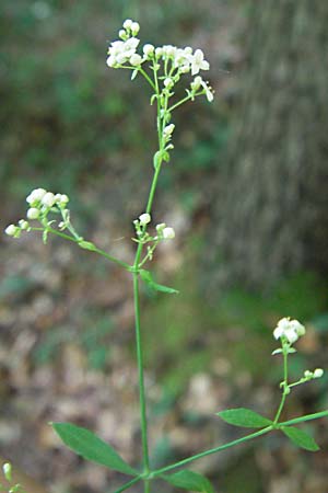 Galium sylvaticum, Wald-Labkraut Galium sylvaticum, Wald-Labkraut