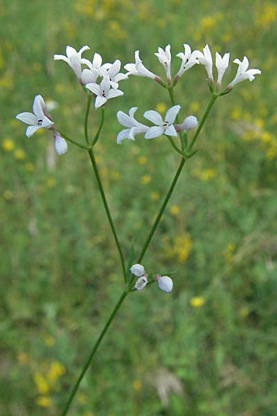 Asperula cynanchica \ Hgel-Meier / Squinancy Wort, D Pforzheim 29.6.2006