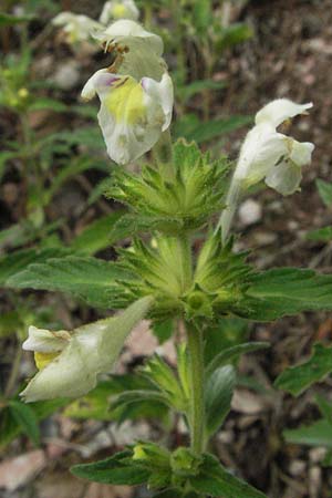 Galeopsis segetum \ Saat-Hohlzahn / Downy Hemp-Nettle, D Schriesheim-Altenbach 13.7.2006