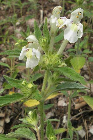 Galeopsis segetum \ Saat-Hohlzahn / Downy Hemp-Nettle, D Schriesheim-Altenbach 13.7.2006