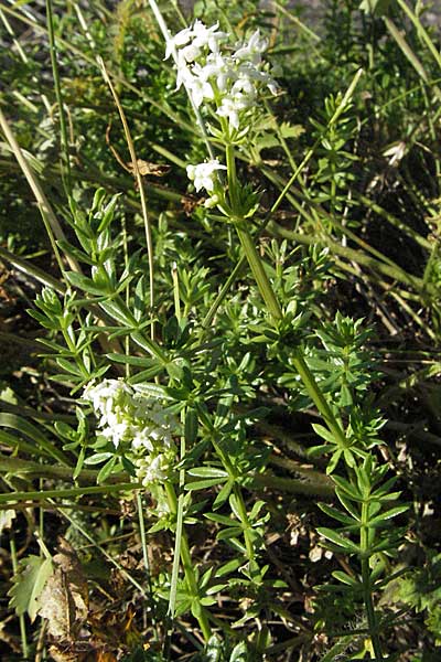 Galium album agg. \ Weies Labkraut / Hedge Bedstraw, White Bedstraw, D Neuleiningen 17.7.2006