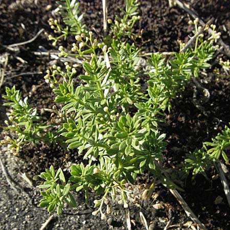 Galium album agg. \ Weies Labkraut / Hedge Bedstraw, White Bedstraw, D Neuleiningen 17.7.2006