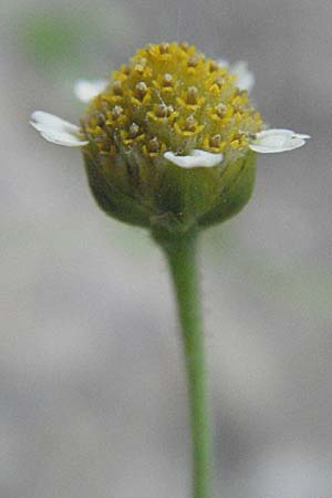 Galinsoga parviflora \ Kleinbltiges Knopfkraut, Kleinbltiges Franzosenkraut, D Mannheim 20.7.2006