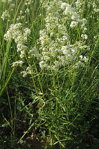 Galium boreale \ Nordisches Labkraut / Northern Bedstraw, D Mannheim 24.7.2006