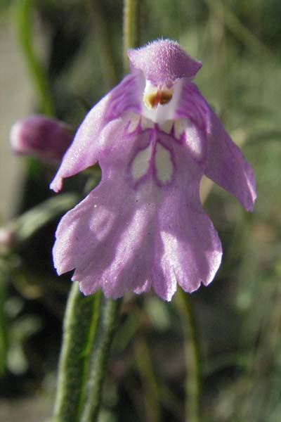 Galeopsis angustifolia \ Schmalblttriger Hohlzahn / Red Hemp-Nettle, D Schwetzingen 4.9.2006