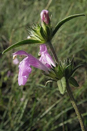 Galeopsis angustifolia \ Schmalblttriger Hohlzahn / Red Hemp-Nettle, D Schwetzingen 4.9.2006