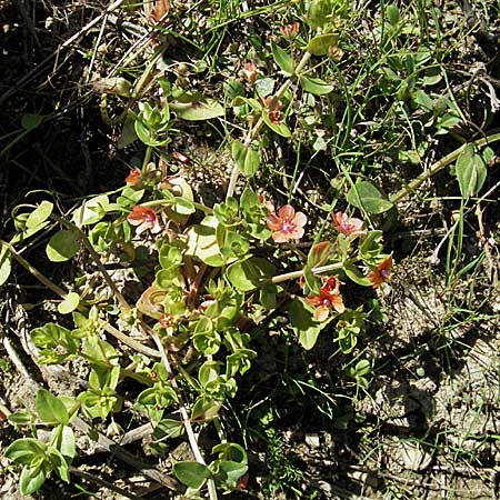 Lysimachia arvensis \ Acker-Gauchheil / Scarlet Pimpernel, Poisonweed, D Waghäusel 9.9.2006