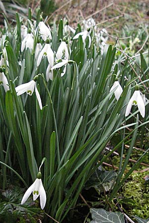 Galanthus nivalis \ Echtes Schneeglckchen / Snowdrop, D Pforzheim 3.3.2007