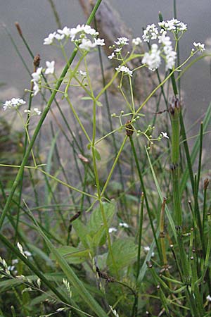 Galium palustre agg. \ Sumpf-Labkraut / Common Marsh Bedstraw, D Eisenberg 12.6.2007