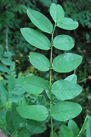 Indigofera potaninii \ Indigo-Strauch / Indigo, D Hohensachsen 25.7.2007