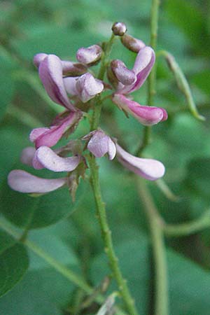 Indigofera potaninii \ Indigo-Strauch / Indigo, D Hohensachsen 25.7.2007