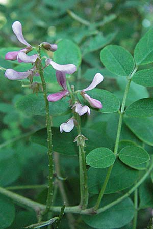 Indigofera potaninii \ Indigo-Strauch / Indigo, D Hohensachsen 25.7.2007
