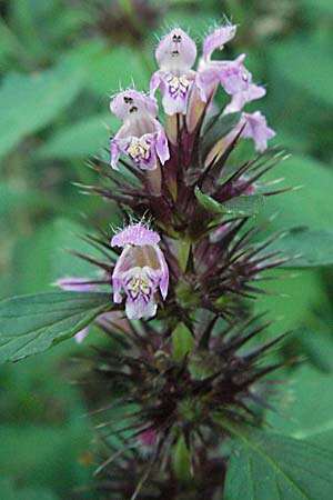 Galeopsis tetrahit \ Stechender Hohlzahn / Common Hemp-Nettle, D Odenwald, Ursenbach 14.8.2007