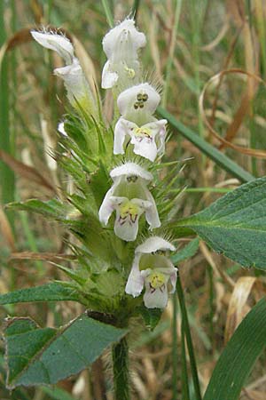 Galeopsis tetrahit \ Stechender Hohlzahn / Common Hemp-Nettle, D Schwarzwald/Black-Forest, Todtnau 18.8.2007