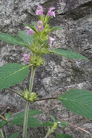 Galeopsis tetrahit \ Stechender Hohlzahn / Common Hemp-Nettle, D Schwarzwald/Black-Forest, Todtnau 18.8.2007