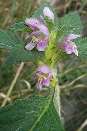 Galeopsis tetrahit \ Stechender Hohlzahn / Common Hemp-Nettle, D Schwarzwald/Black-Forest, Todtnau 18.8.2007
