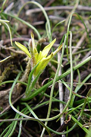 Gagea bohemica subsp. saxatilis \ Felsen-Gelbstern / Rock Gagea, D Rheinhessen, Wonsheim 1.3.2008