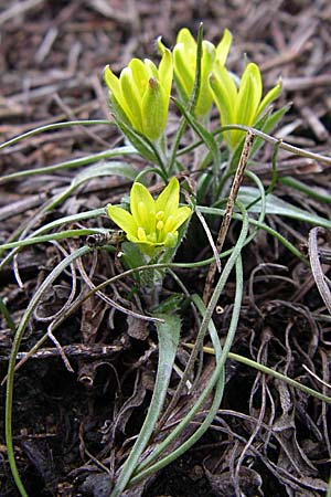 Gagea bohemica subsp. saxatilis \ Felsen-Gelbstern / Rock Gagea, D Rheinhessen, Wonsheim 1.3.2008