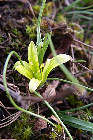 Gagea bohemica subsp. saxatilis \ Felsen-Gelbstern / Rock Gagea, D Rheinhessen, Neu-Bamberg 1.3.2008
