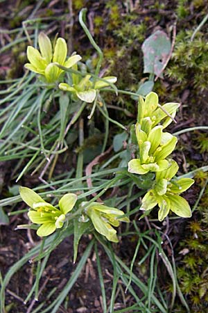Gagea bohemica subsp. saxatilis \ Felsen-Gelbstern / Rock Gagea, D Rheinhessen, Neu-Bamberg 1.3.2008
