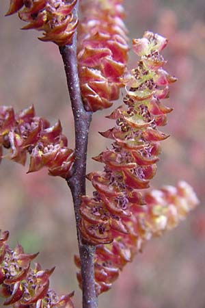 Myrica gale \ Gagelstrauch / Bog Myrtle, D Botan. Gar.  Universit.  Heidelberg 13.3.2008