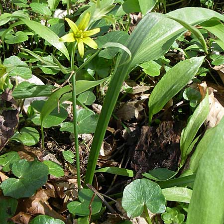 Gagea lutea \ Wald-Gelbstern / Star of Bethlehem, D Hambrücken 29.3.2008