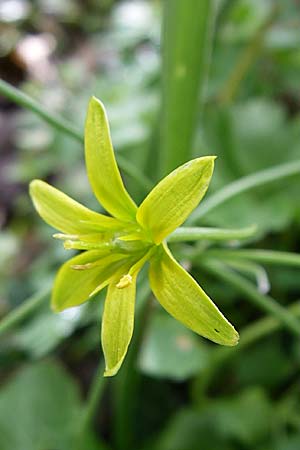 Gagea lutea \ Wald-Gelbstern / Star of Bethlehem, D Rheinhessen, Wendelsheim 13.4.2008